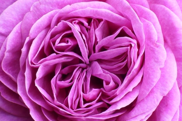 parfum