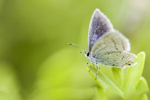 aparat foto