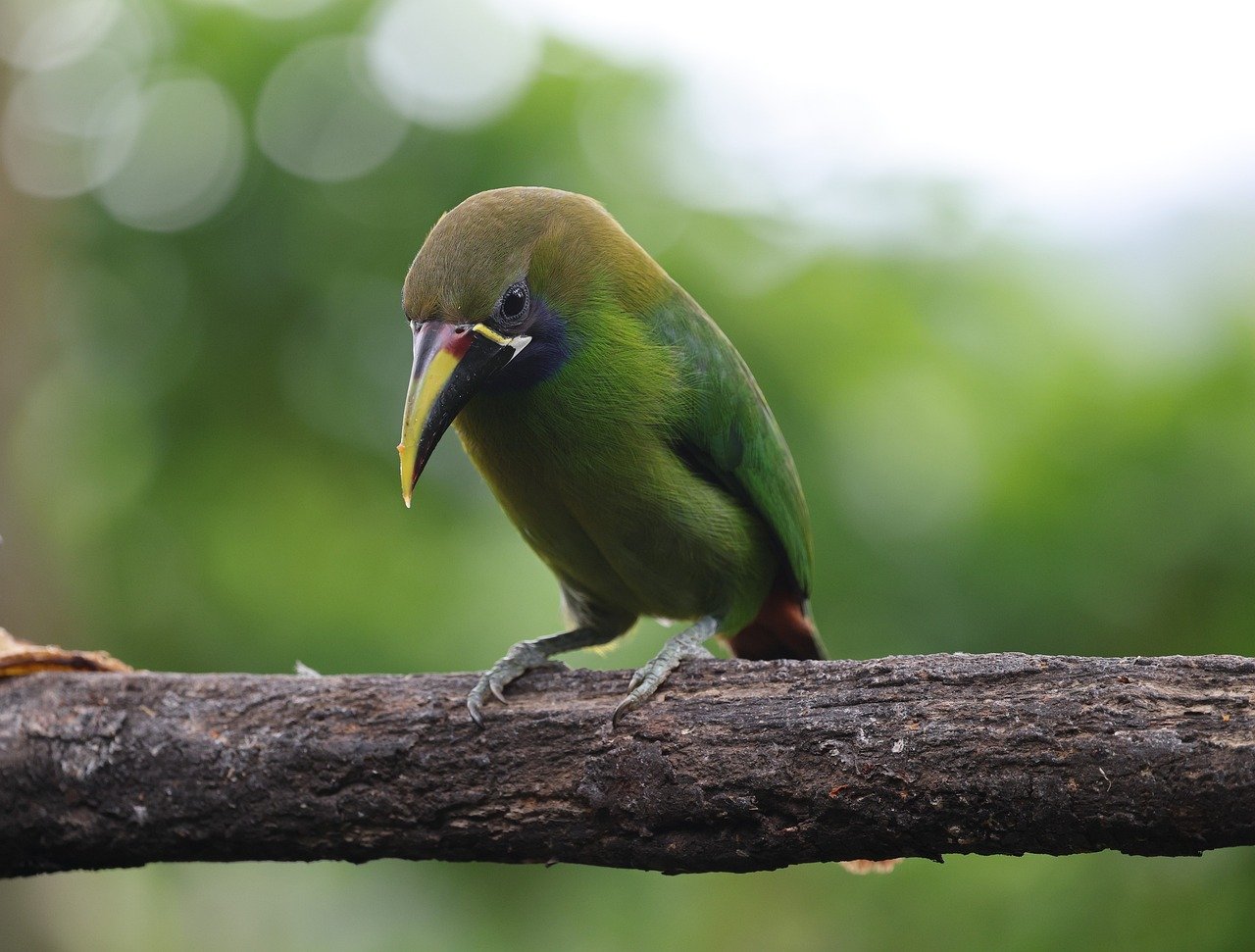 cat costa operatia de micsorare de stomac la dr rubin munteanu