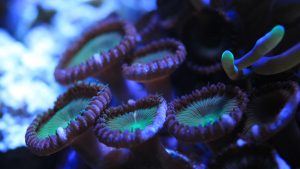 cat costa operatia de scolioza la monza