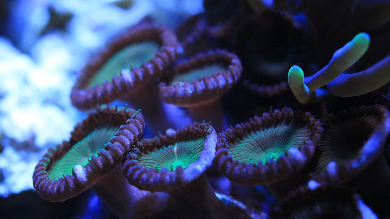 cat costa operatia de scolioza la monza