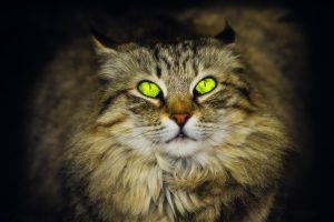 cat costa castrarea unui caine