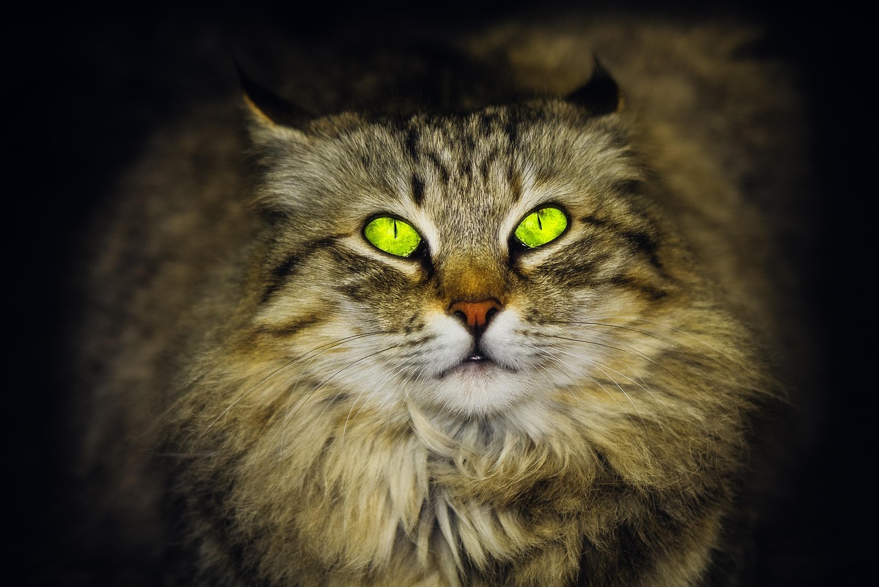 cat costa castrarea unui caine