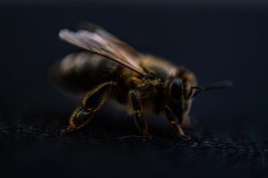 cea mai buna masina de tuns